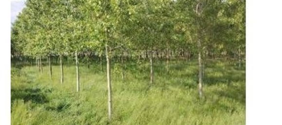 23251m² Land in Lendinara, Italy No. 322216 7