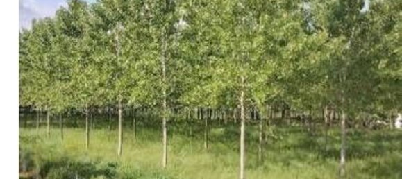 23251m² Land in Lendinara, Italy No. 322216 5