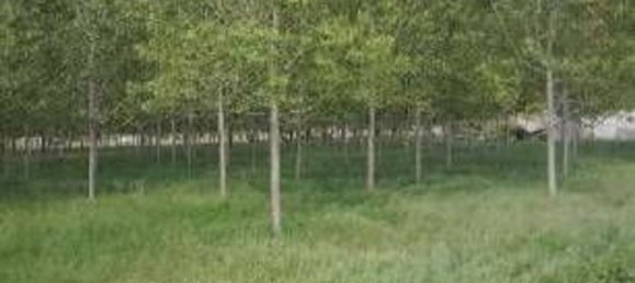 23251m² Land in Lendinara, Italy No. 322216 2