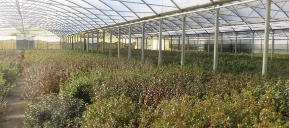 40000m² Land in Varallo Pombia, Italy No. 49737 19