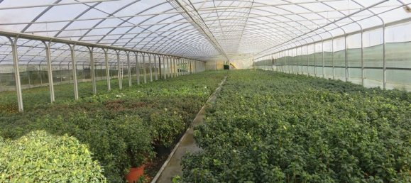 40000m² Land in Varallo Pombia, Italy No. 49737 4