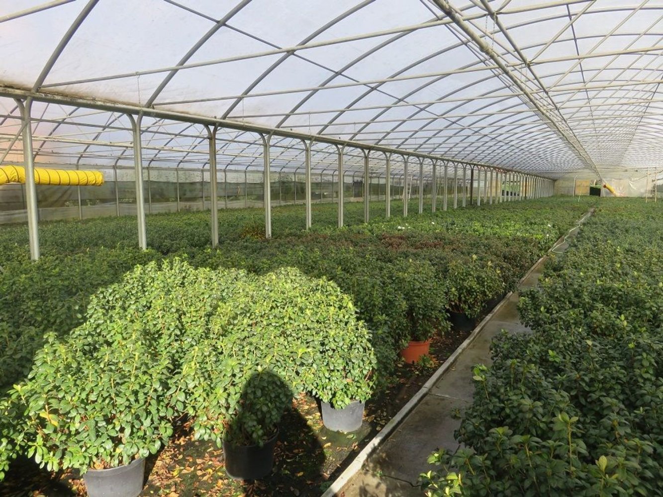 40000m² Land in Varallo Pombia, Italy No. 49737