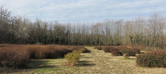 40000m² Land in Varallo Pombia, Italy No. 49737 15