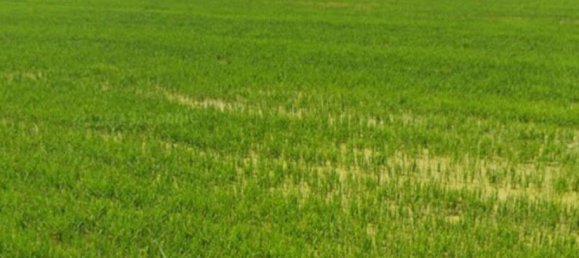 Propiedad comercial en Mede, Italy 300 m² No. 184123 4