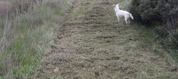 27000m² Land in Sardinia, Italy No. 257206 4