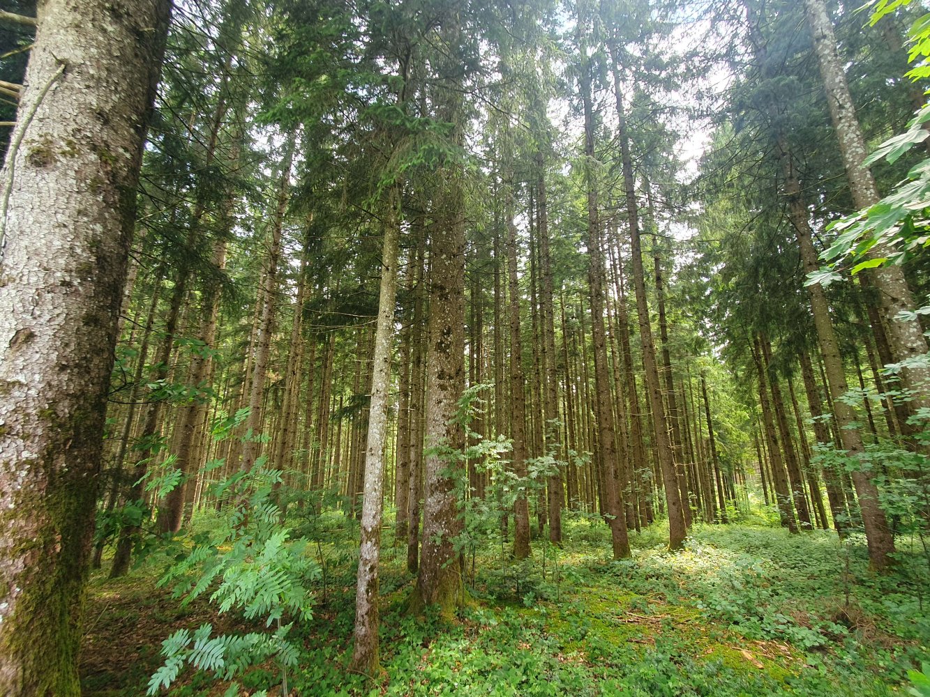  قطعة أرض في Miesbach, Germany رقم 142987