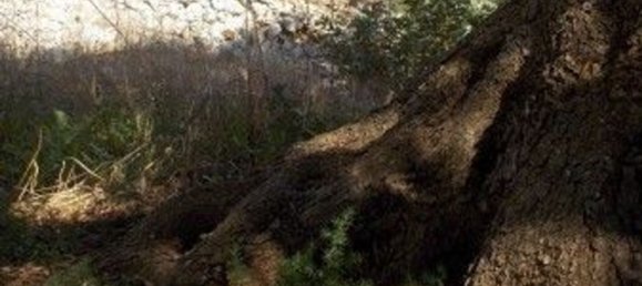 Grundstück in Andrano, Italy, Nr. 334645 7