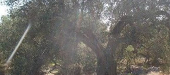 Grundstück in Andrano, Italy, Nr. 334645 4