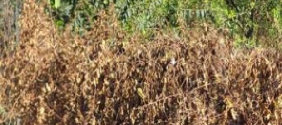 Terreno em Paterno, Italy 450 m² N.º 318980 2