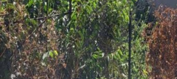 Terreno em Paterno, Italy 450 m² N.º 318980 5