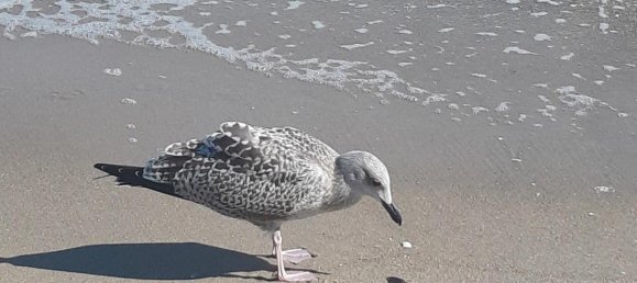  قطعة أرض في Vorpommern-Greifswald, Germany رقم 365279 4