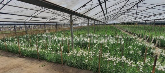 Grundstück in Boscoreale, Italy 3388m², Nr. 319216 20