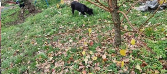 5 rooms Apartment in Bisuschio, Italy No. 47020 17