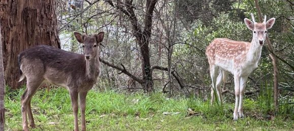 5 غرف نوم منزل في Upwey, Australia رقم 695 2