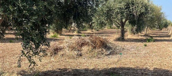  قطعة أرض في Pachino, Italy رقم 338991 12