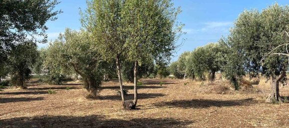  قطعة أرض في Pachino, Italy رقم 338991 11