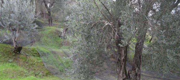 10000m² Hotel in Corfu, Greece No. 4431 3