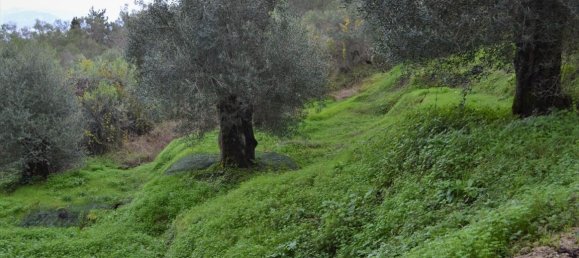 10000m² Hotel in Corfu, Greece No. 4431 2