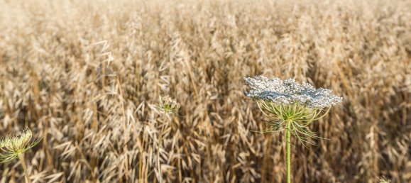  Land in Navalcarnero, Spain No. 113225 26