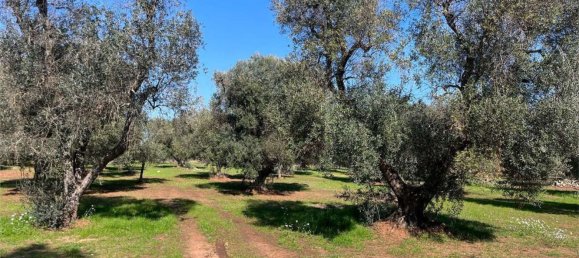 Terreno en Ceglie Messapica, Italy 100 m² No. 113553 12