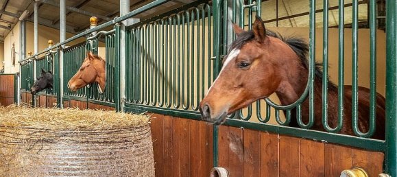 10 bedrooms Villa in Castelnuovo Berardenga, Italy No. 56461 6