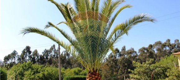 4 غرف نوم منزل في Rossas, Portugal رقم 34450 37