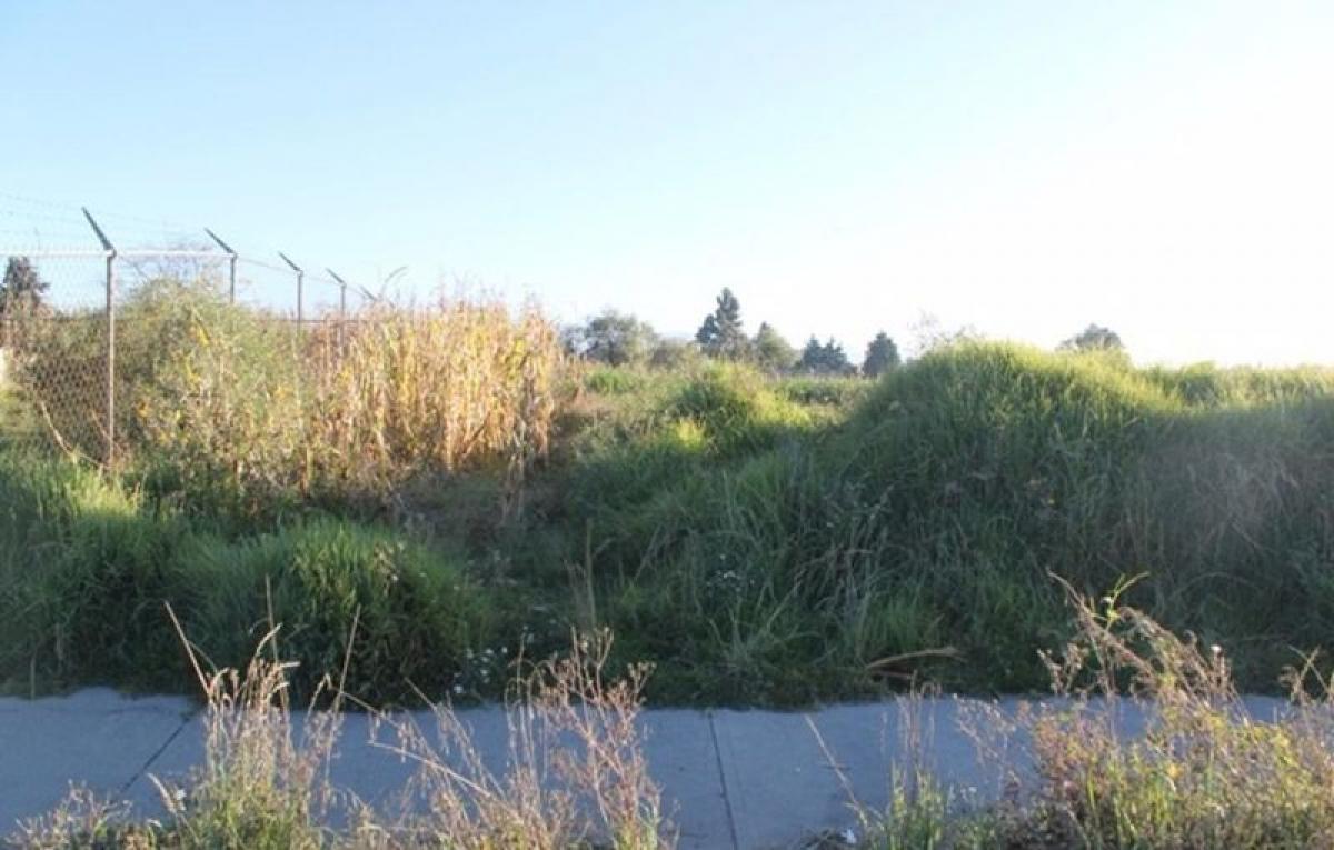  Land in Mexico No. 203283