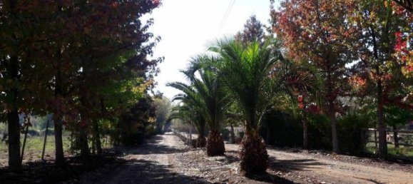 Grundstück in Maule, Chile, Nr. 717 2