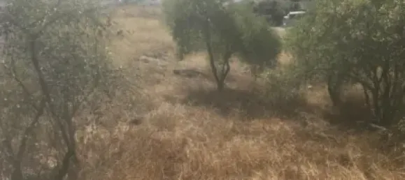 Terreno en El Molar, Spain No. 81892 7