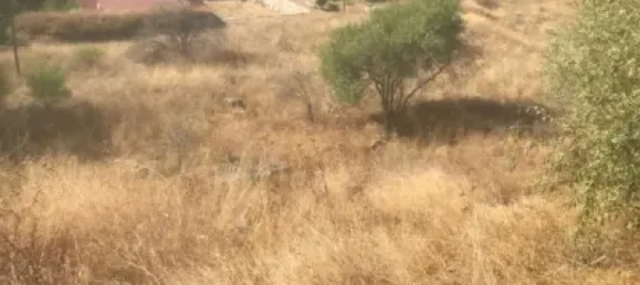 Terreno en El Molar, Spain No. 81892 14