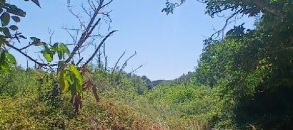 9720m² Land in Torres Novas, Portugal No. 250652 6