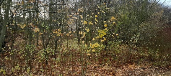 Grundstück in Barnim, Germany, Nr. 226930 2