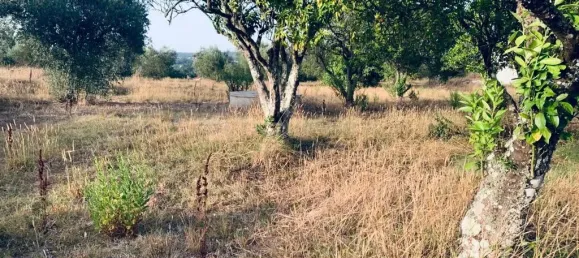  قطعة أرض في Pombal, Portugal 1800متر مربع رقم 14128 14