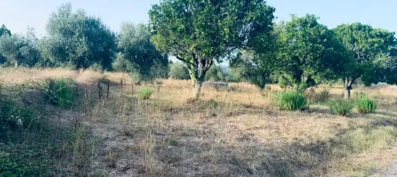  قطعة أرض في Pombal, Portugal 1800متر مربع رقم 14128 5