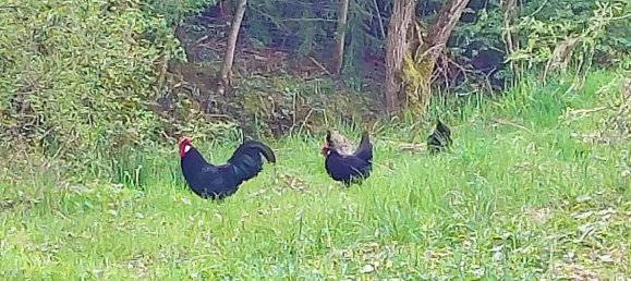 8 bedrooms House in Oberallgau, Germany No. 174210 8