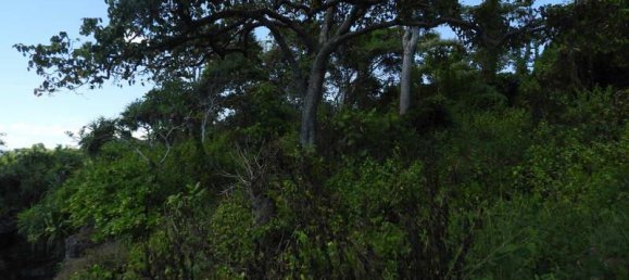 Земельный участок 20000м² в Восточная Нуса-Тенгара, Индонезия № 4489 4