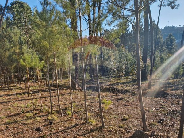 2350m² Land in Nelas, Portugal No. 42449