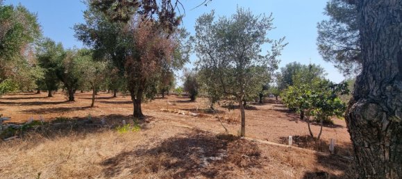 Studio in Carovigno, Italy No. 68028 15