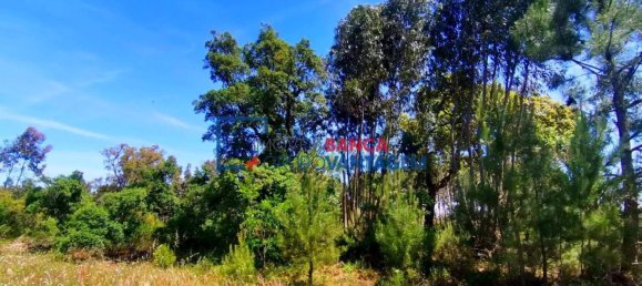 13820m² Land in Cartaxo, Portugal No. 88976 10