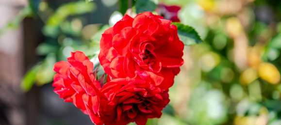 3 bedrooms Townhouse in Duren, Germany No. 286847 47