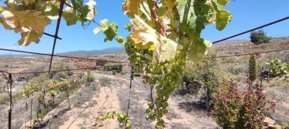 Terreno em Arico, Spain 11758 m² N.º 117773 22