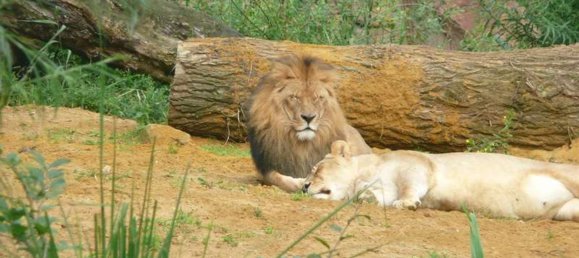 10 rooms Townhouse in Bochum, Germany No. 26850 4