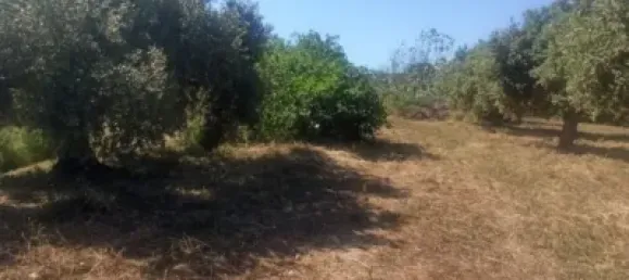  Land in Reus, Spain No. 144786 10