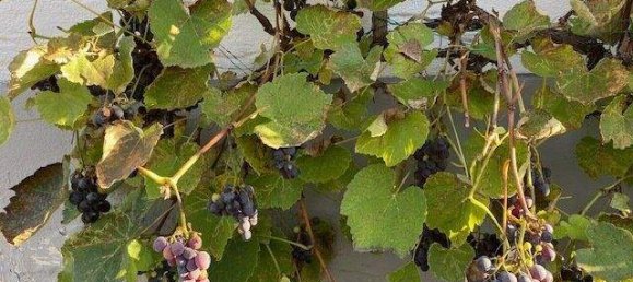 4-Zimmer Haus in Klagenfurt am Wörthersee, Austria, Nr. 203040 11