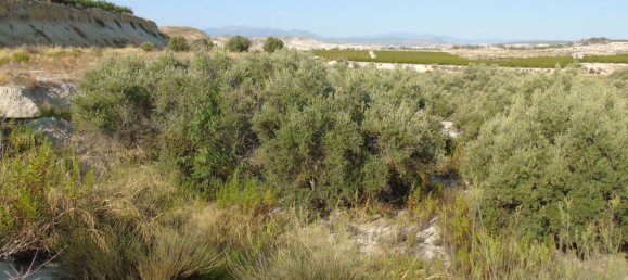 Terreno en Murcia, Spain No. 166401 22