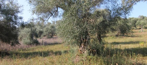 16000m² Hotel in Corfu, Greece No. 5494 13