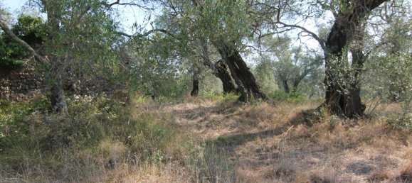 16000m² Hotel in Corfu, Greece No. 5494 16