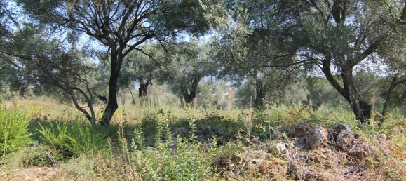 16000m² Hotel in Corfu, Greece No. 5494 20