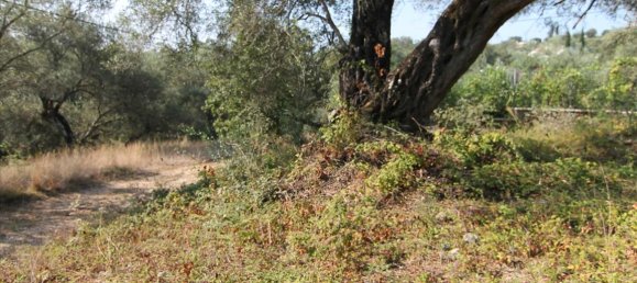 16000m² Hotel in Corfu, Greece No. 5494 18