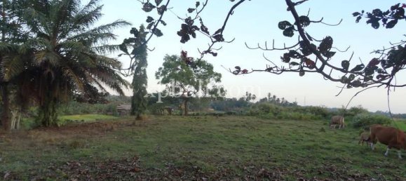 Terrain à Tabanan, Indonesia 3575m² No. 3775 7